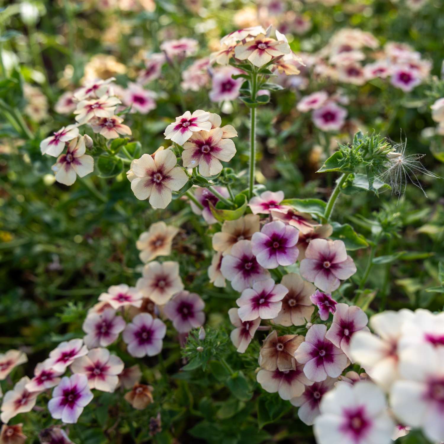 Phlox annuel 'Cherry Caramel' (graines)